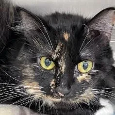 Tinkerbell thumbnail 2