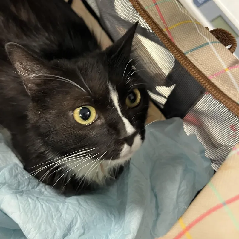 An adult medium-sized female Black Domestic Short Hair cat named Nail Polish for adoption in Greensboro, NC