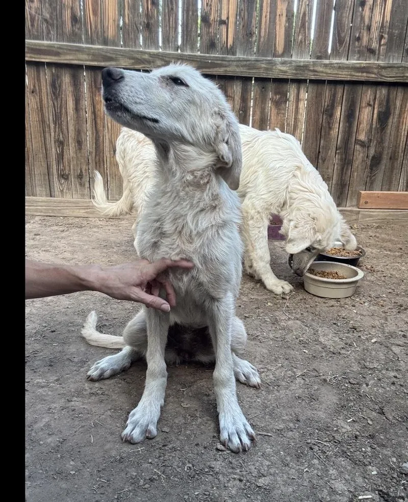 An adult medium-sized female White / Cream Retriever dog named Emberly for adoption in Lafayette, CO