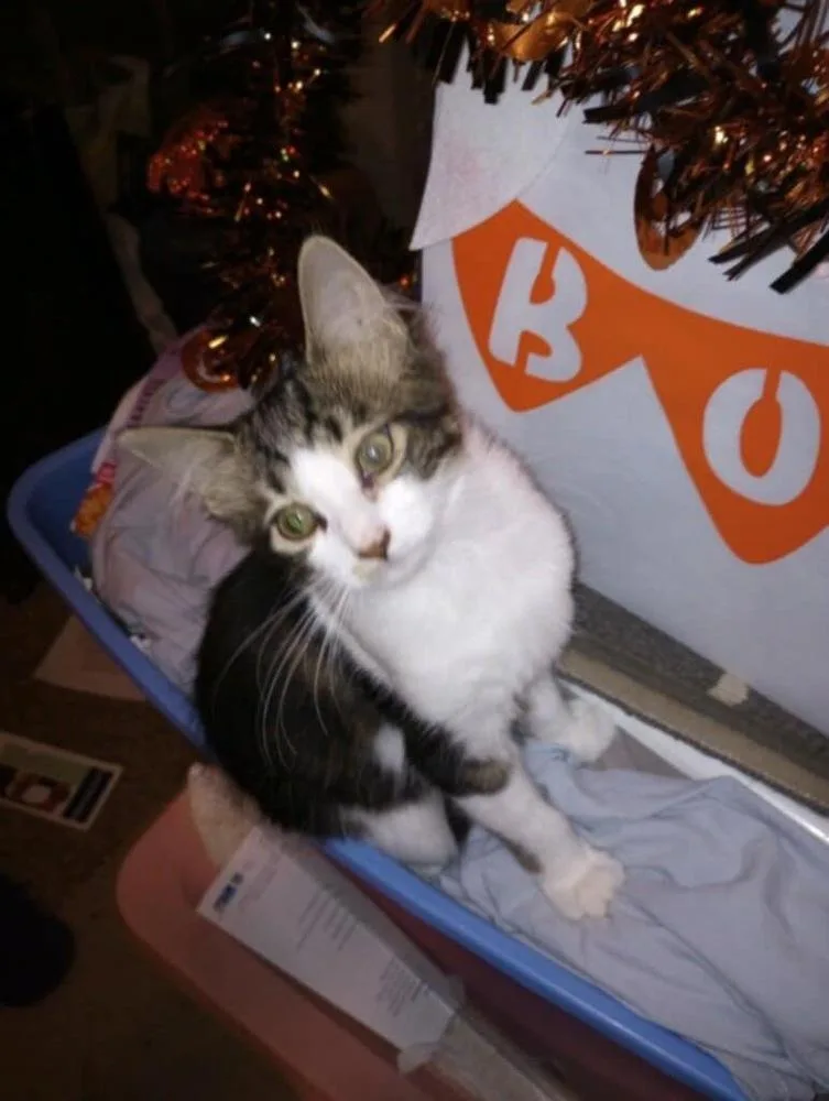 Dasherdavid thumbnail 2