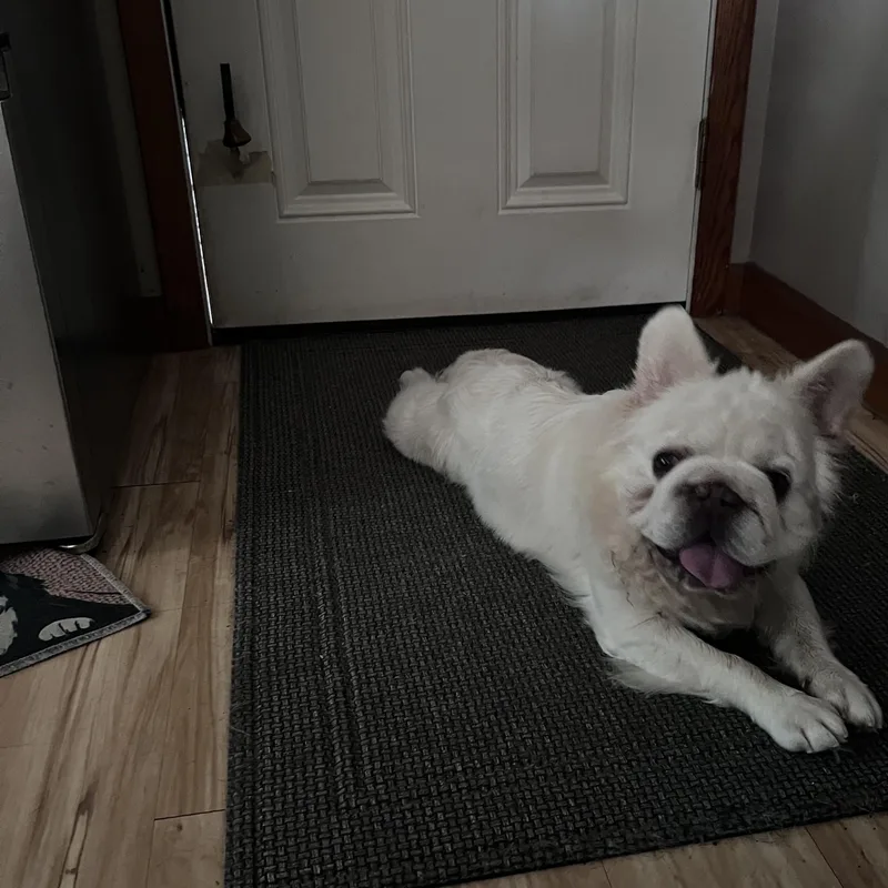 An adult small-sized male French Bulldog dog named Charlie for adoption in Danville, VT