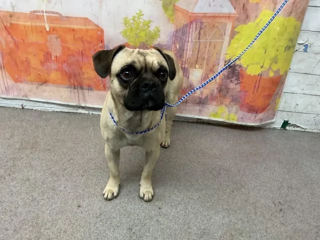 A young small-sized male Pug dog named Graham for adoption in San Bernardino, CA