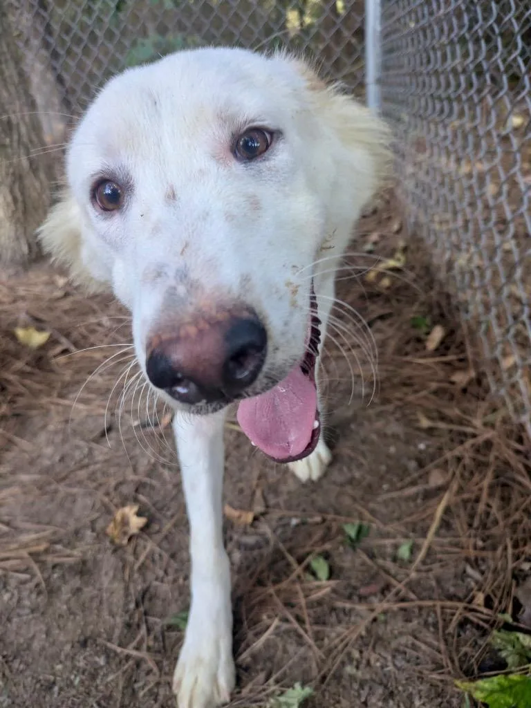 A baby medium-sized male Shepherd dog named Cozmo for adoption in Little Rock, AR