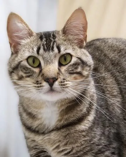 A young medium-sized male Domestic Short Hair cat named Jesse for adoption in Fishers, IN