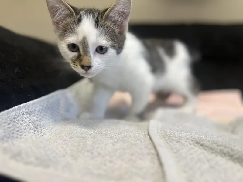 Benedict thumbnail 2