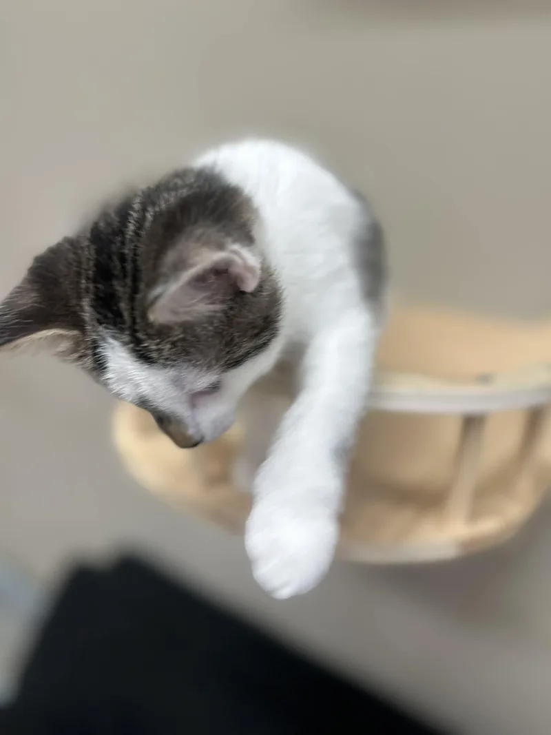 Benedict thumbnail 3