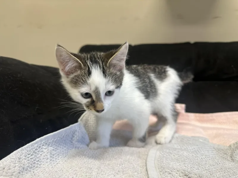 Benedict thumbnail 4