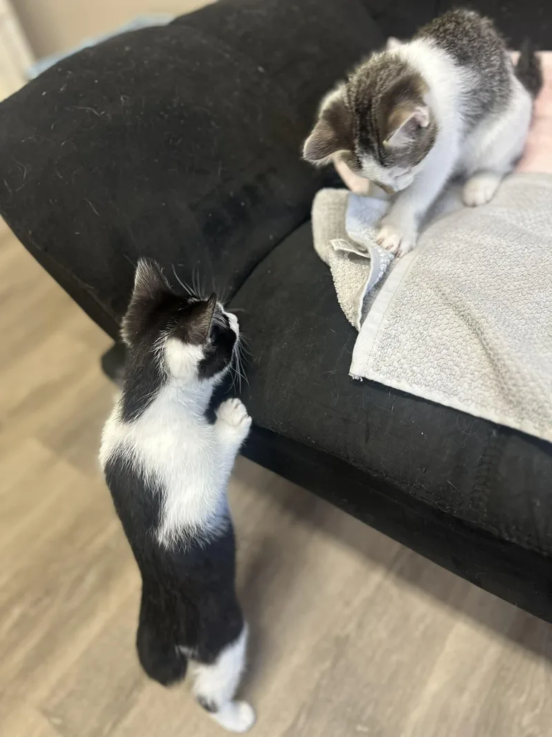 Benedict thumbnail 5