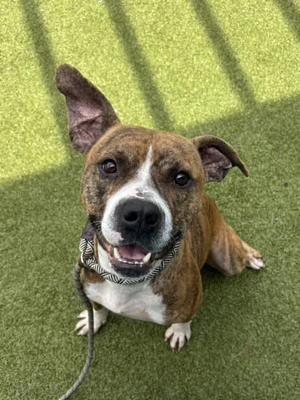An adult medium-sized male Pit Bull Terrier dog named Rocky for adoption in Atlanta, GA