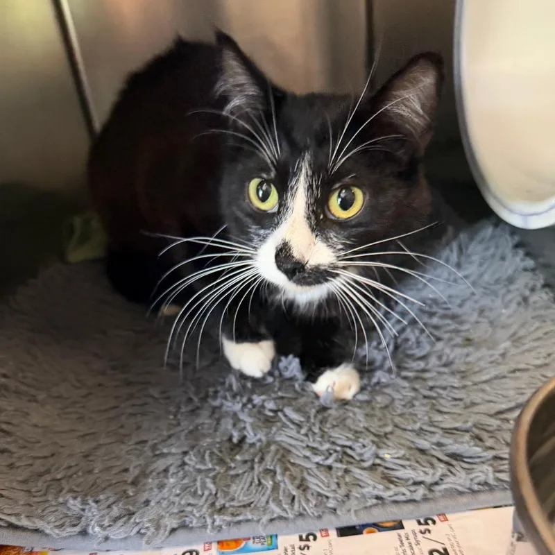 An adult medium-sized female Black Domestic Short Hair cat named Drizzle for adoption in Charlottesville, VA