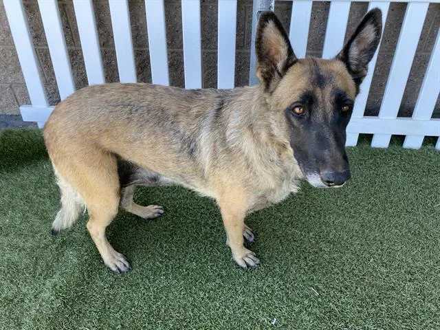 An adult extra large-sized female German Shepherd Dog dog named A for adoption in Modesto, CA