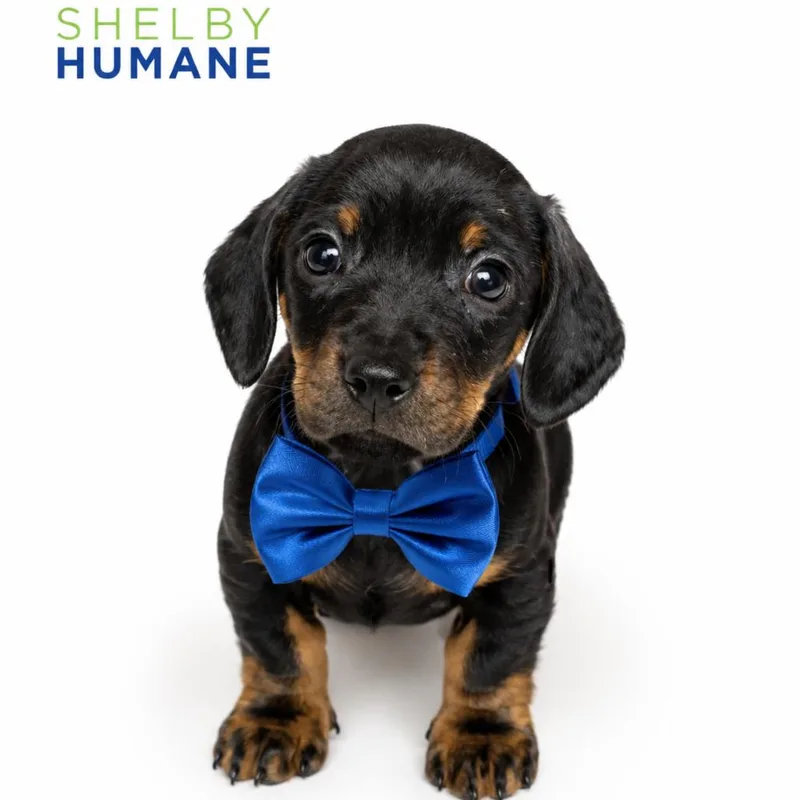 A baby medium-sized male Gray / Blue / Silver Mixed Breed dog named Tree Trunk for adoption in Columbiana, AL