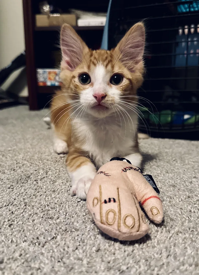 A baby small-sized male Domestic Short Hair cat named Finch for adoption in Wasilla, AK