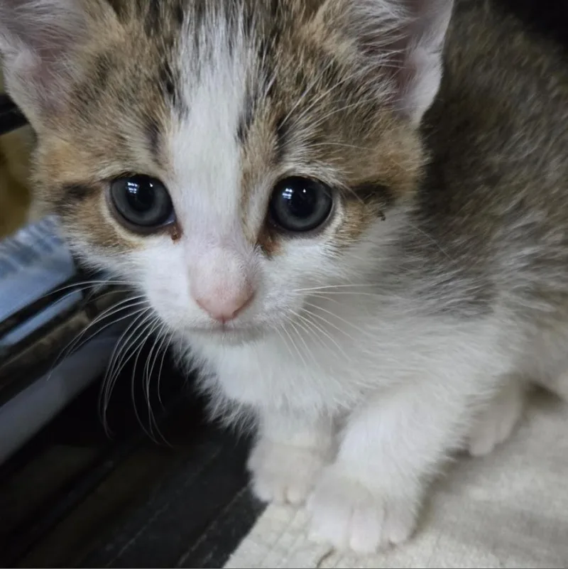 An adult small-sized female Buff / Tan / Fawn Domestic Short Hair cat named Lily for adoption in Union City, PA