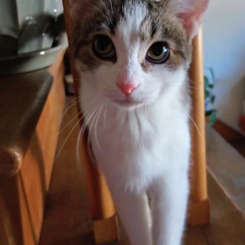 Lily thumbnail 3