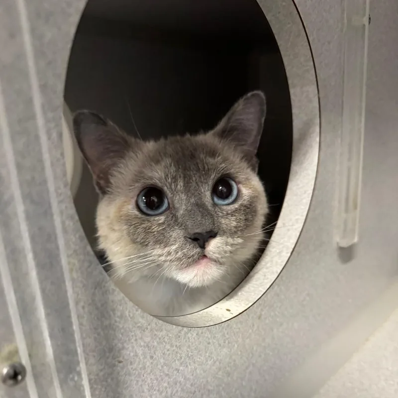 A young medium-sized female Seal Point Domestic Short Hair cat named Junee for adoption in Long Beach, CA