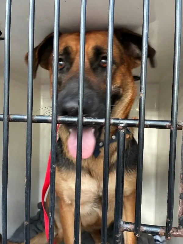 An adult medium-sized female German Shepherd Dog dog named Erron for adoption in Mobile, AL