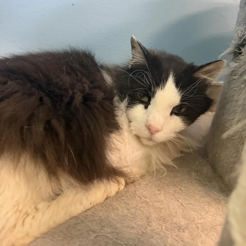 A senior medium-sized male Black Domestic Long Hair cat named Sir Rocky for adoption in Hamburg, NY