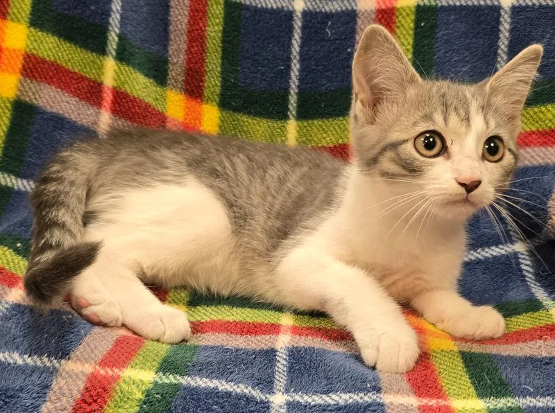 A baby small-sized female Domestic Short Hair cat named Princess for adoption in Murphysboro, IL