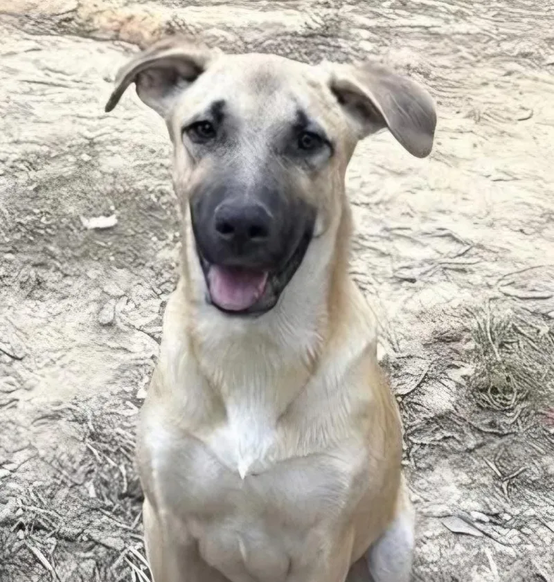 A baby large-sized female Mixed Breed dog named Bambi for adoption in Groveland, MA