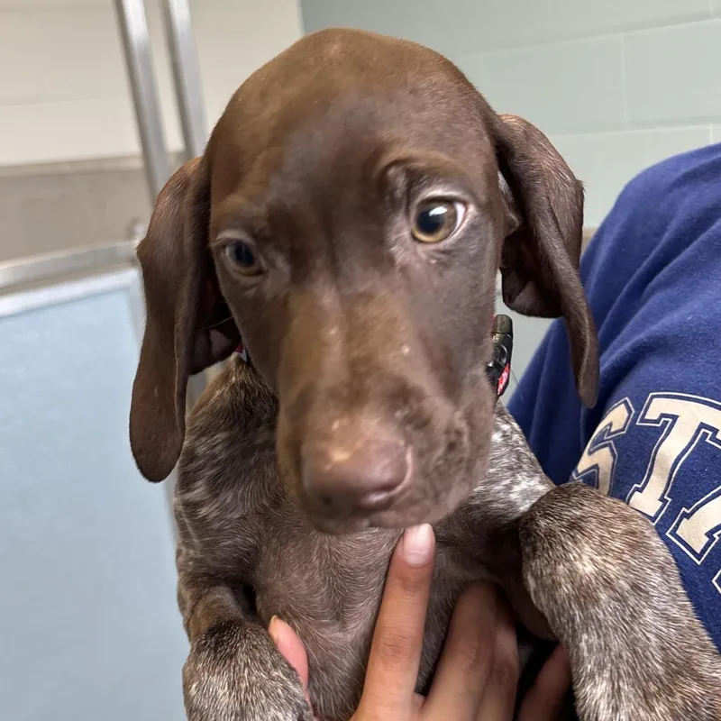 A baby small-sized male Brown / Chocolate German Shorthaired Pointer dog named River for adoption in Naperville, IL