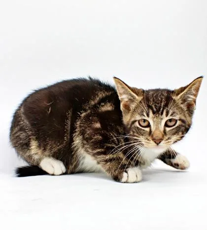 A baby small-sized male Domestic Short Hair cat named Dos for adoption in Morton Grove, IL