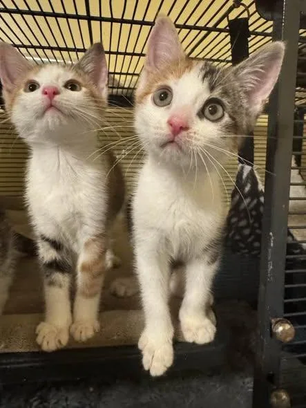 A baby medium-sized female Calico Domestic Short Hair cat named Sabrina Duncan or Kelly for adoption in Palisades Park, NJ