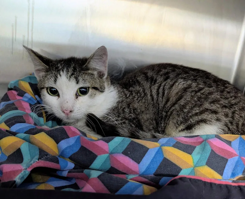 A young medium-sized male Domestic Short Hair cat named Train for adoption in Trenton, NJ