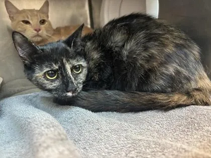 A young medium-sized female Domestic Short Hair cat named Denali for adoption in El Paso, TX