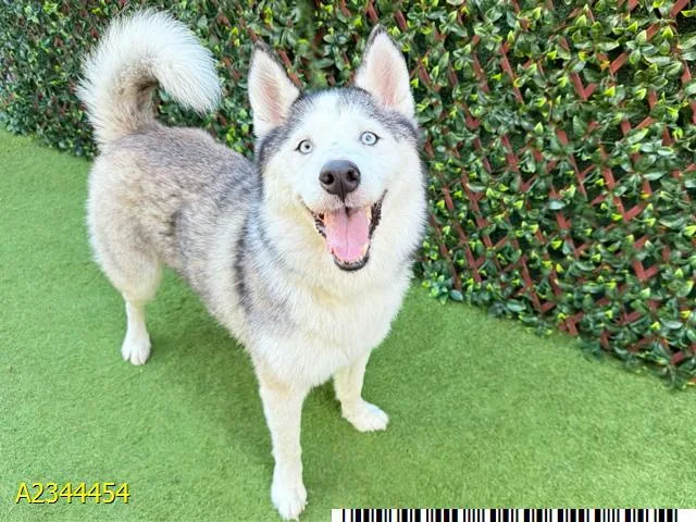 An adult medium-sized female Mixed Breed dog named Bella for adoption in West Palm Beach, FL