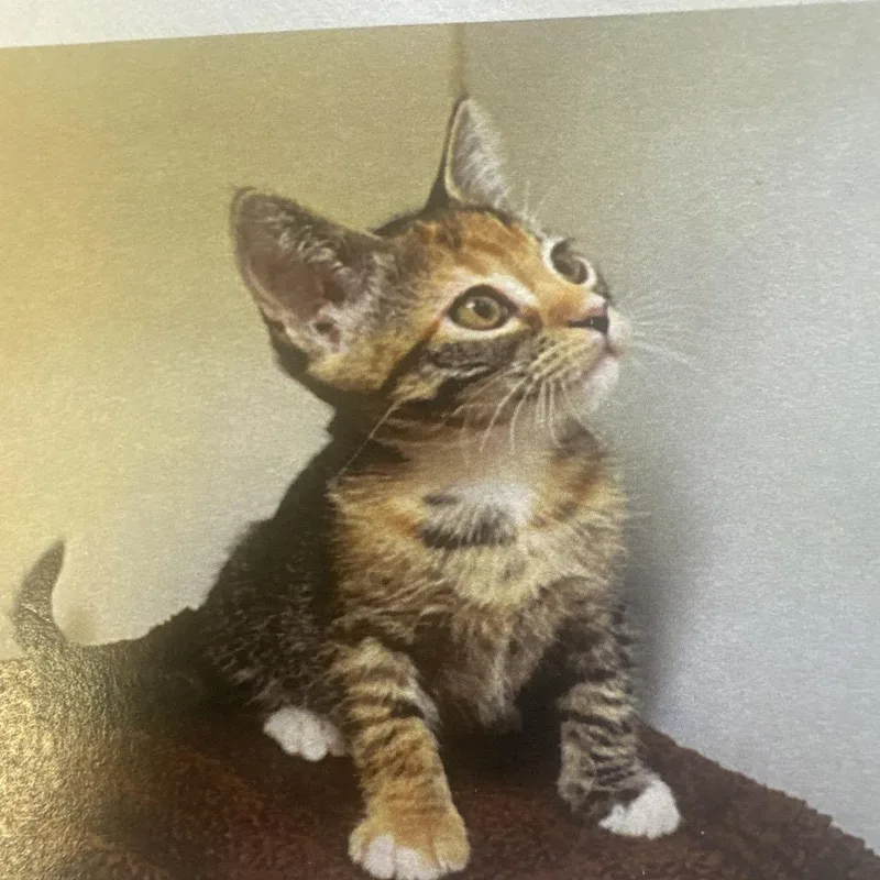 A baby small-sized female Torbie Domestic Short Hair cat named Shiraz for adoption in Lake Jackson, TX