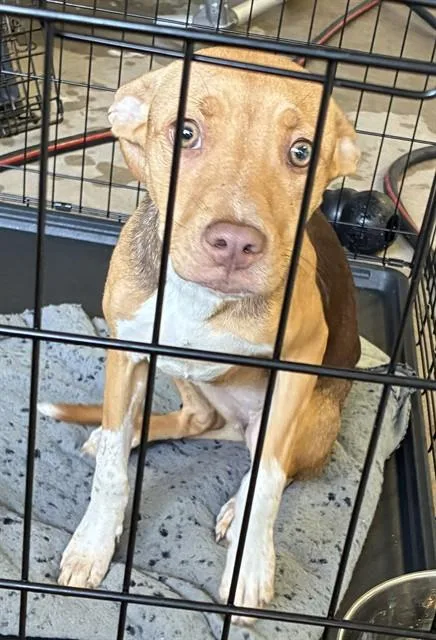 A young medium-sized female Terrier dog named Lily for adoption in Olivette, MO