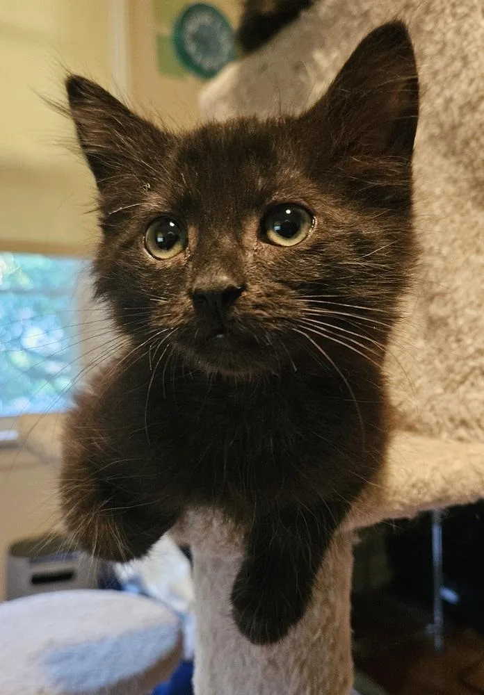 A baby small-sized male Black Domestic Medium Hair cat named Johnny for adoption in WARNER ROBINS, GA