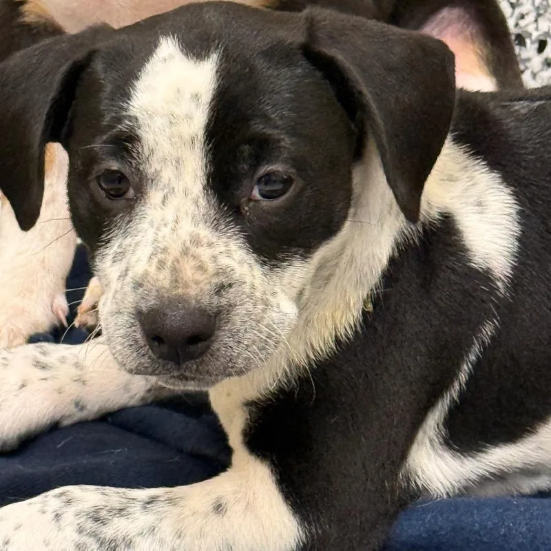 A baby medium-sized female Black Mixed Breed dog named Poppy for adoption in Madisonville, TN