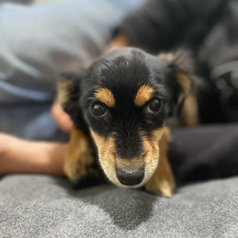 A baby small-sized female Black Terrier dog named Midnight for adoption in Escondido, CA