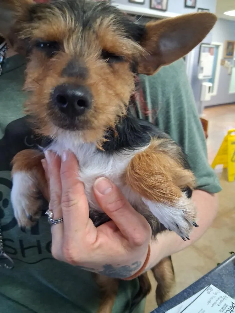 A baby small-sized female Terrier dog named Terry for adoption in Brownwood, TX