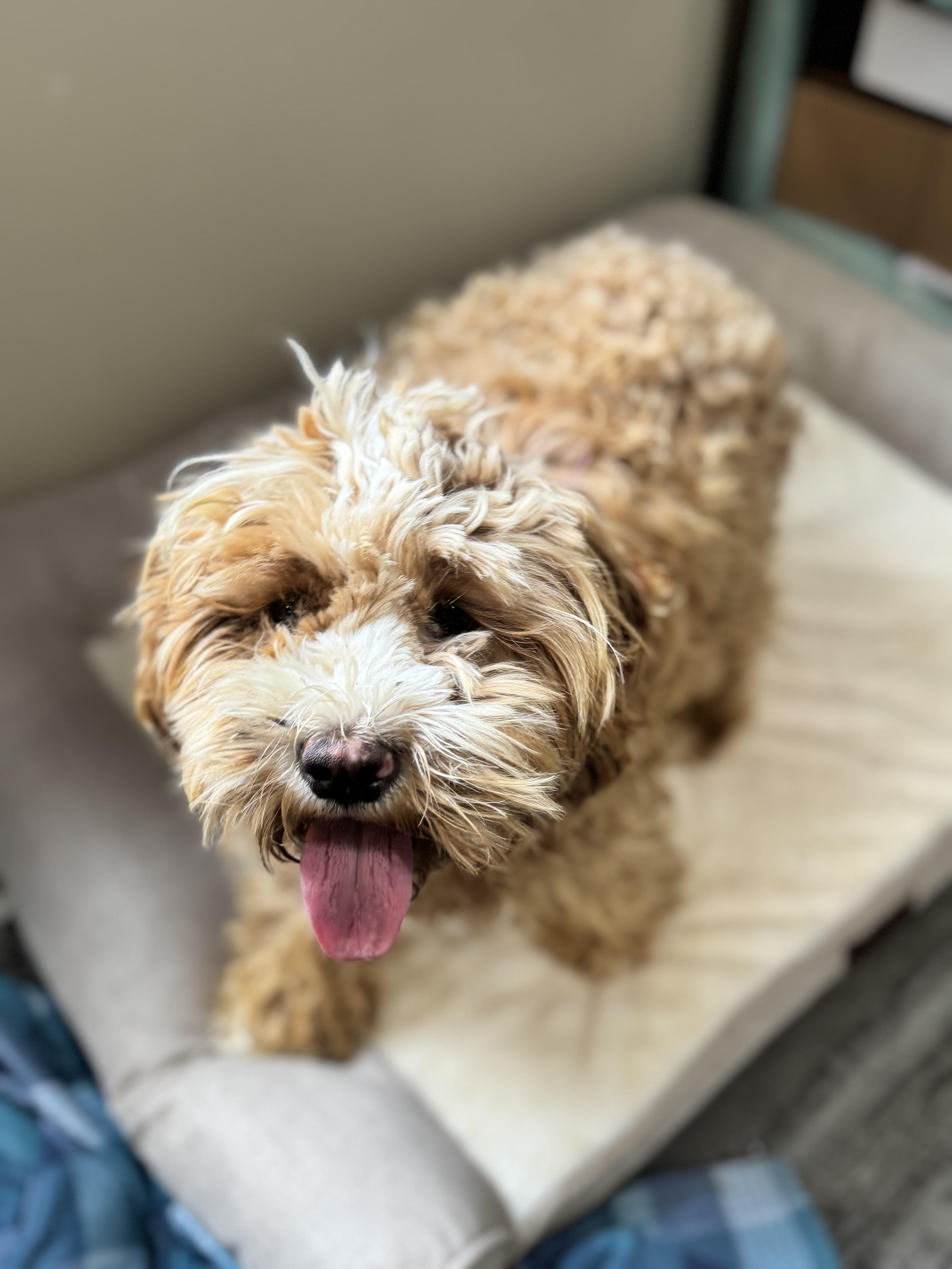 A young small-sized female Golden Cockapoo dog named Peaches for adoption in Sequatchie, TN
