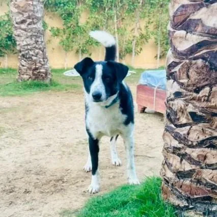 A young medium-sized male Canaan Dog dog named Charlie for adoption in New York, NY