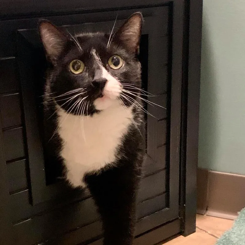 A senior large-sized male Black Domestic Short Hair cat named Vegas for adoption in Baltimore, MD