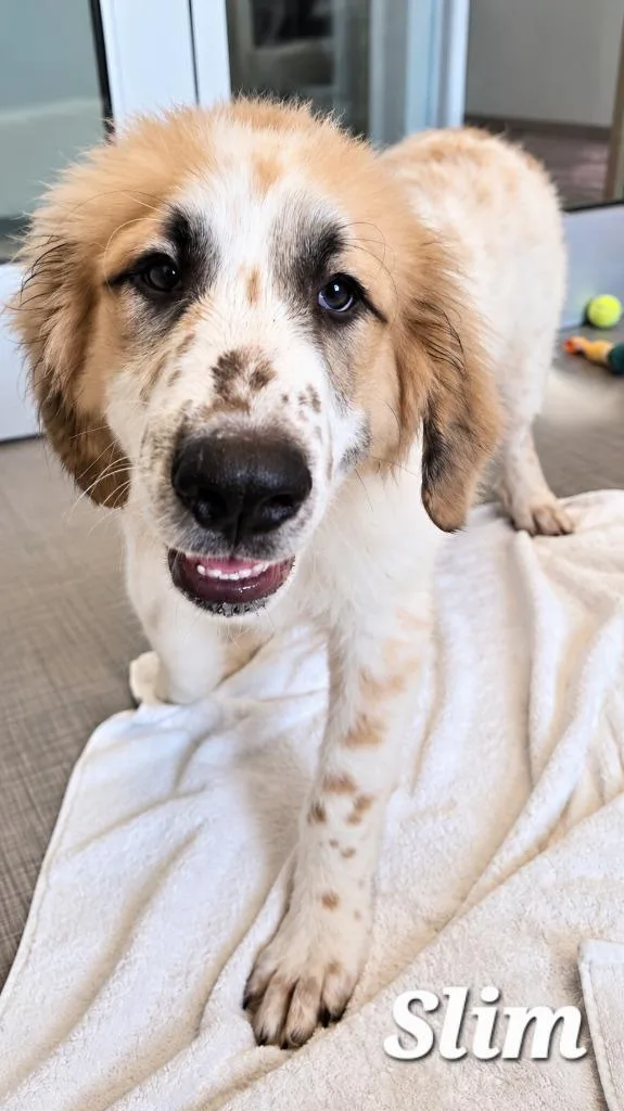 A baby large-sized male Great Pyrenees dog named Slim Yrly for adoption in Sidney, OH