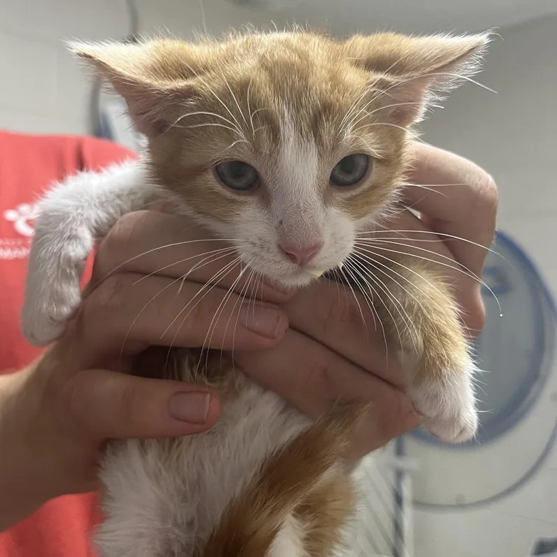 A baby small-sized male Orange / Red Domestic Short Hair cat named Noodledoodle for adoption in Birmingham, AL