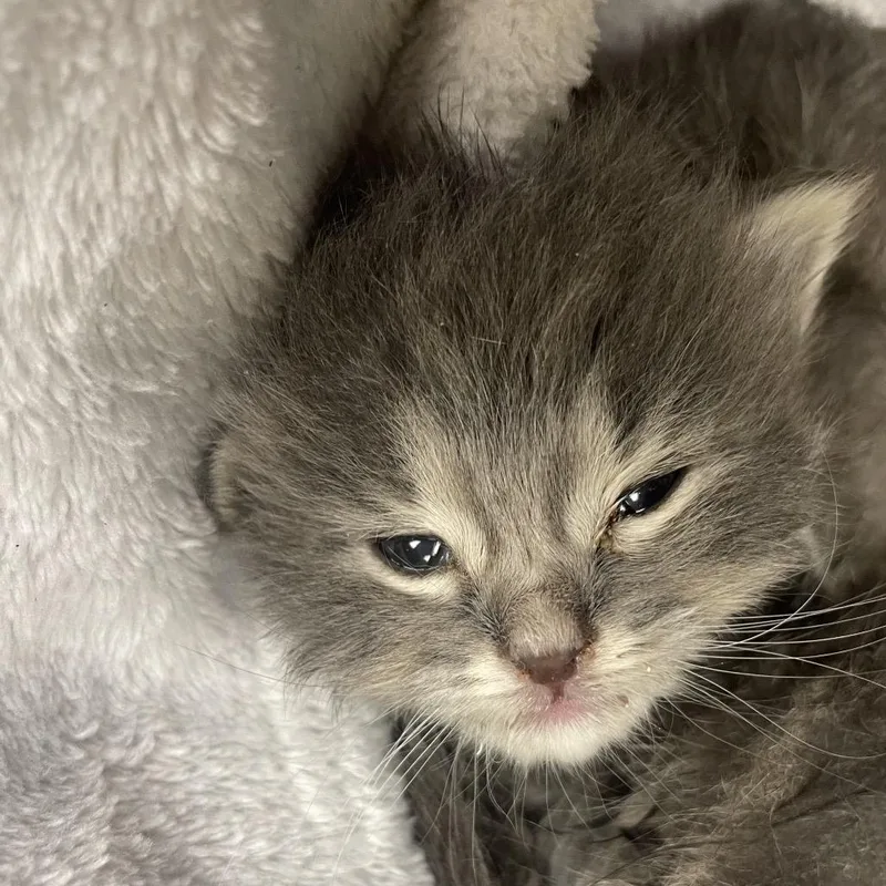 A baby small-sized female Gray / Blue / Silver Domestic Short Hair cat named Fidelma for adoption in Keizer, OR