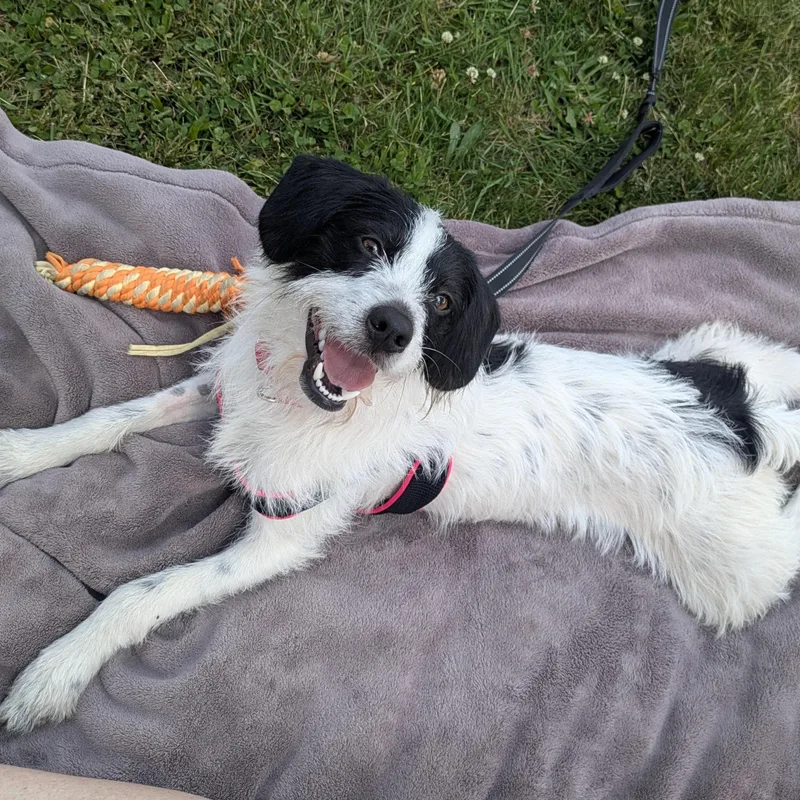 A young small-sized male White / Cream Parson Russell Terrier dog named Tino for adoption in Morristown, NJ