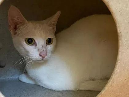 An adult medium-sized female Domestic Short Hair cat named Pony Tail for adoption in Lampasas, TX