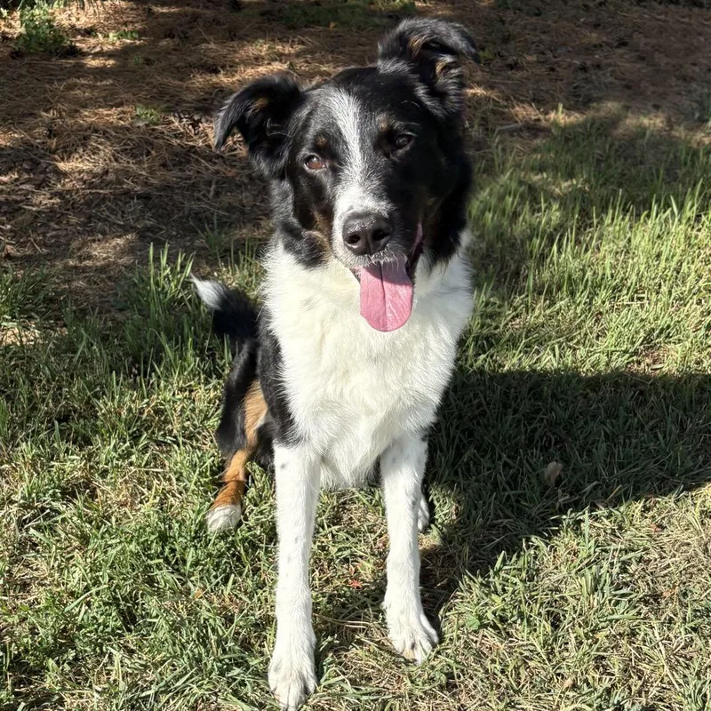 An adult medium-sized male Black Collie dog named Ducky for adoption in Fargo, ND