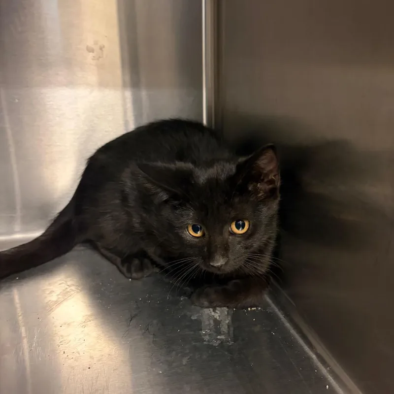 A baby small-sized female Black Domestic Short Hair cat named Dory for adoption in Council Bluffs, IA