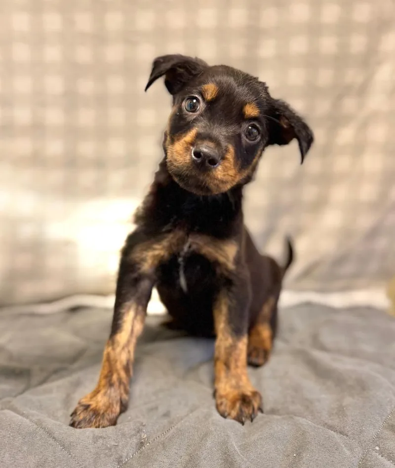 A baby small-sized male Mixed Breed dog named Fireball for adoption in Ellijay, GA