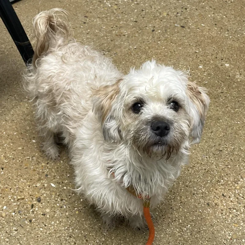 A young small-sized female White / Cream Mixed Breed dog named Snow White for adoption in Skokie, IL