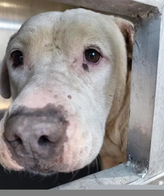 An adult medium-sized female American Staffordshire Terrier dog named Helen Humphrey for adoption in San Antonio, TX