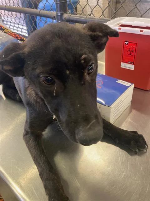 A young medium-sized male German Shepherd Dog dog named Beau for adoption in Dallas, TX
